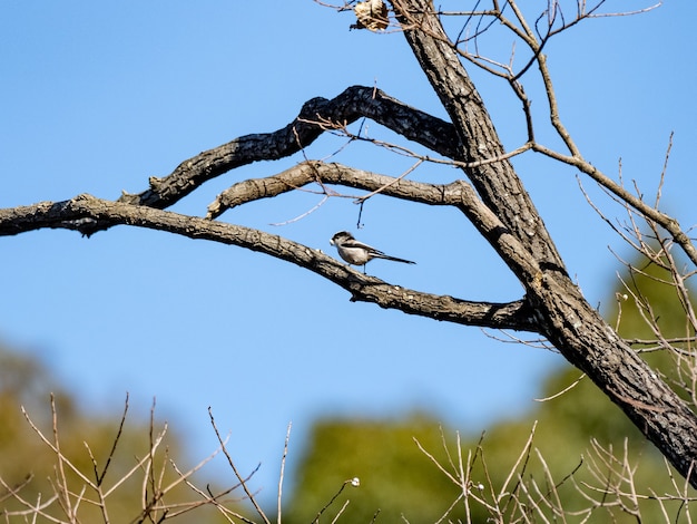 Disparo de enfoque selectivo de un lindo tit de cola larga sentado en un árbol