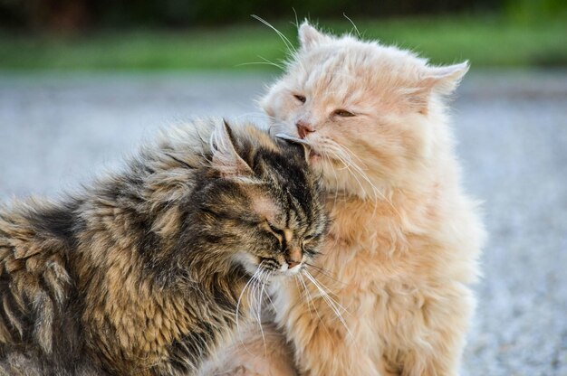 Disparo de enfoque selectivo de los lindos hermosos gatos grises y blancos que se divierten juntos