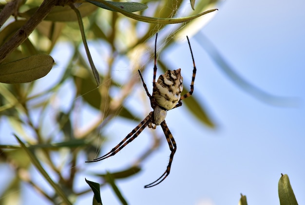 Disparo de enfoque selectivo de Lobed Argiope Spider en las ramas de un olivo