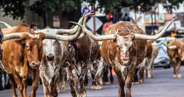 Disparo de enfoque selectivo de longhorns caminando en la calle