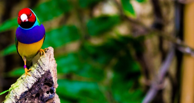 Disparo de enfoque selectivo de un loro colorido en la naturaleza