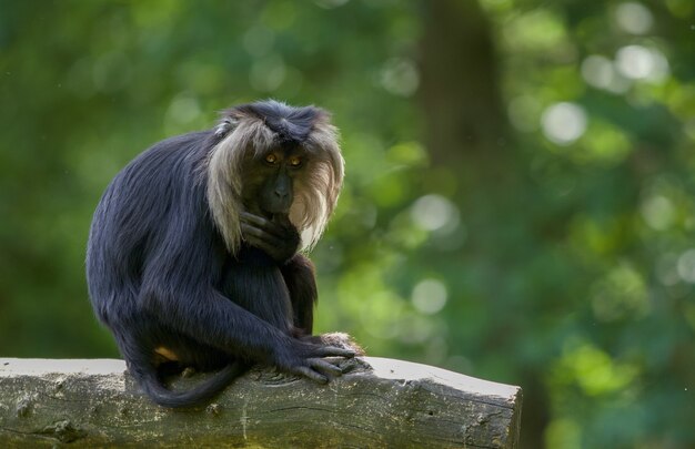 Disparo de enfoque selectivo de un macaco al aire libre durante el día