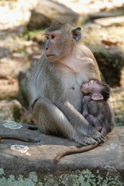 Disparo de enfoque selectivo de macacos japoneses sentados en su hábitat natural