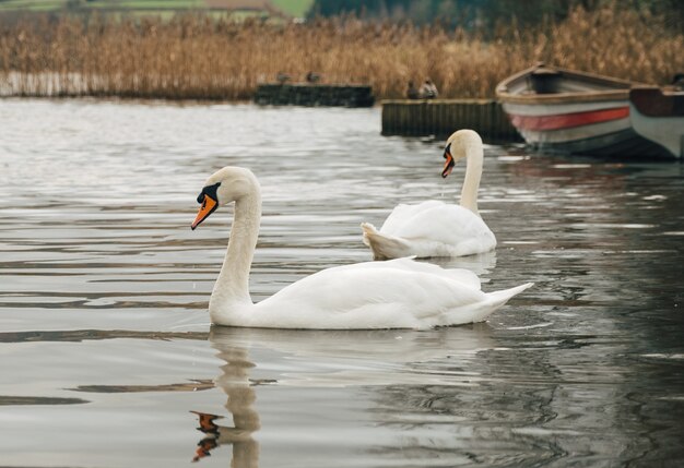 Disparo de enfoque selectivo de los magníficos cisnes nadando en un estanque cerca de un barco