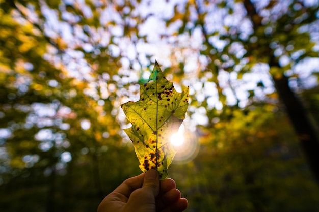 Foto gratuita disparo de enfoque selectivo de una mano masculina sosteniendo una hoja de otoño contra el sol