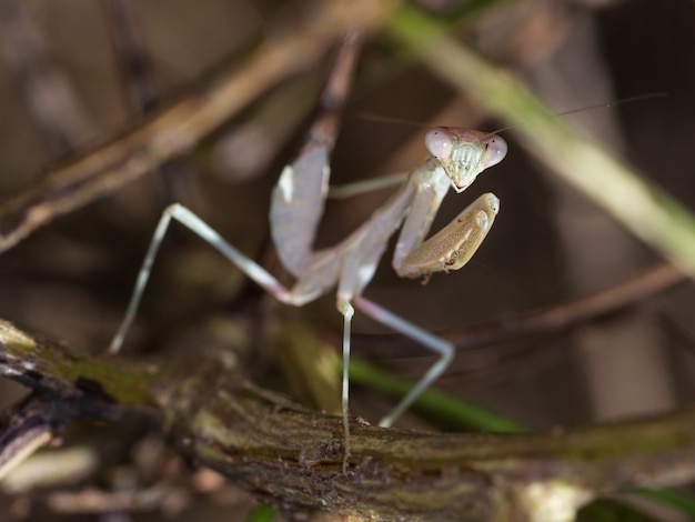 Disparo de enfoque selectivo de una mantis mediterránea