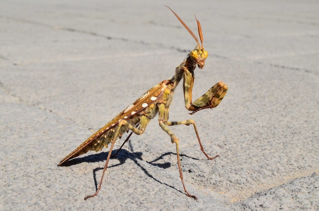 Foto gratuita disparo de enfoque selectivo de mantis religiosa en una carretera de hormigón con un borroso