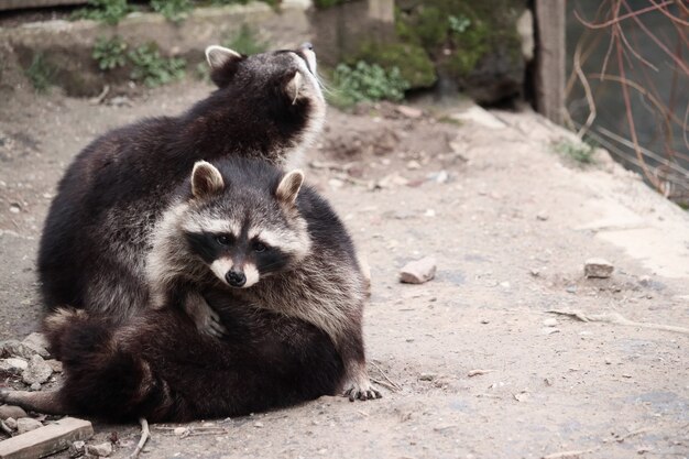 Disparo de enfoque selectivo de mapaches jugando