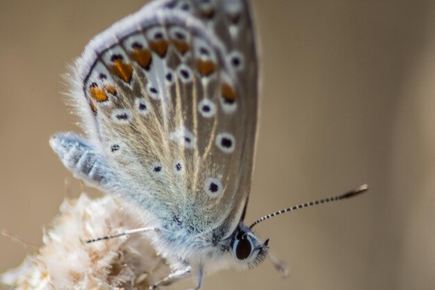 Disparo de enfoque selectivo de la mariposa azul de Chapman