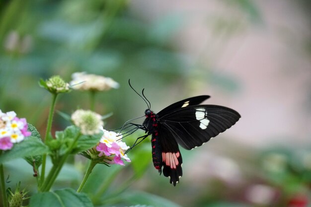 Disparo de enfoque selectivo de una mariposa cattleheart posada sobre una flor rosa