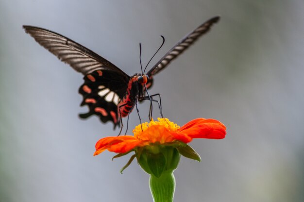 Disparo de enfoque selectivo de una mariposa de cola de golondrina en flor de pétalos de naranja