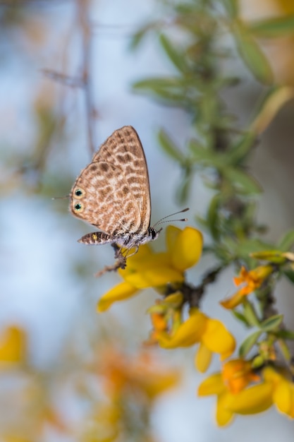 Disparo de enfoque selectivo de una mariposa en flor amarilla