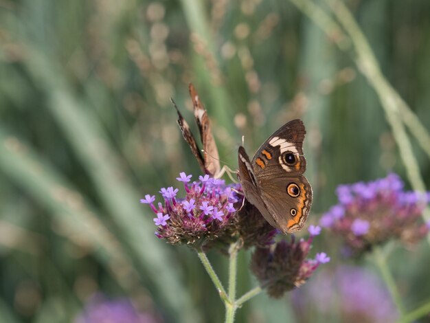 Disparo de enfoque selectivo de mariposa de madera moteada en una pequeña flor