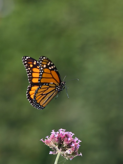 Disparo de enfoque selectivo de mariposa de madera moteada en una pequeña flor