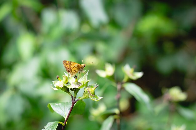 Disparo de enfoque selectivo de una mariposa marrón en la vegetación