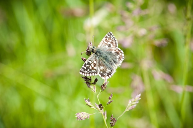 Disparo de enfoque selectivo de una mariposa en una planta en el jardín