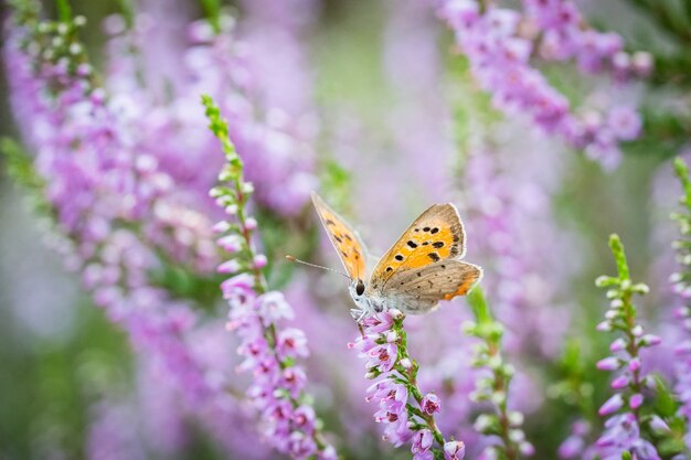 Disparo de enfoque selectivo de una mariposa plebeius argus en floración rosa brezo