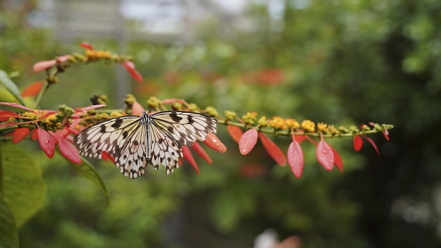 Disparo de enfoque selectivo de una mariposa posada sobre una flor