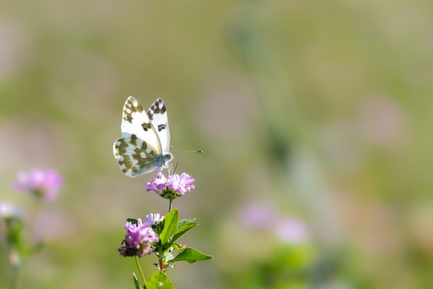 Disparo de enfoque selectivo de una mariposa sobre una flor