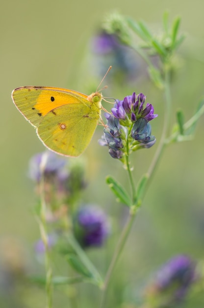 Foto gratuita disparo de enfoque selectivo de mariposa verde y amarilla sobre una flor de lavanda