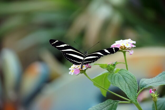 Disparo de enfoque selectivo de una mariposa Zebra Longwing con alas abiertas en una flor de color rosa claro