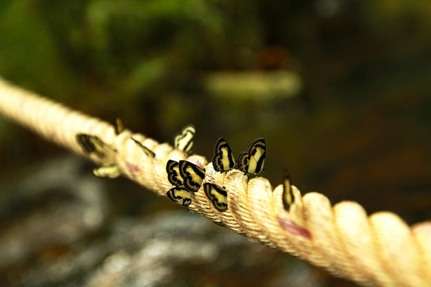 Disparo de enfoque selectivo de mariposas amarillas sentadas en la cuerda