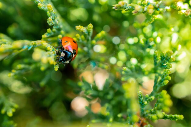 Disparo de enfoque selectivo de una mariquita sentada en una hermosa planta pequeña