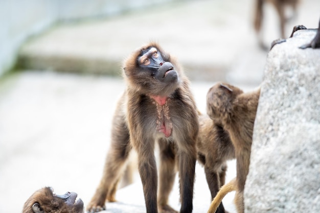 Disparo de enfoque selectivo de un mono lindo en un zoológico