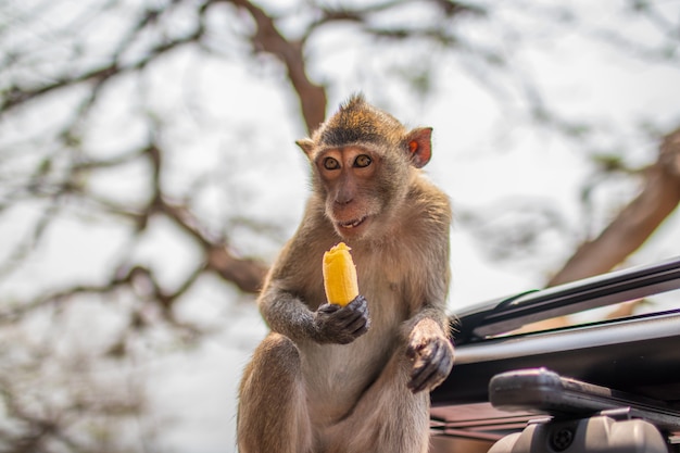 Disparo de enfoque selectivo de un mono primate tailandés en el coche en Tailandia