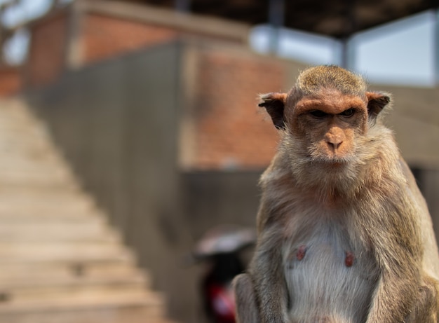 Disparo de enfoque selectivo de un mono primate tailandés en Tailandia