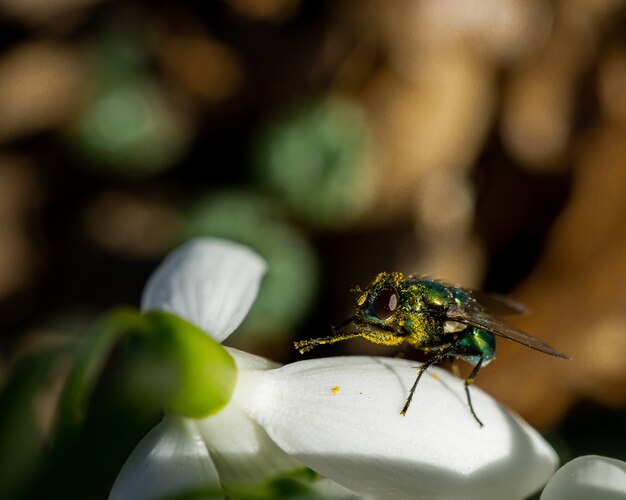 Disparo de enfoque selectivo de una mosca colorida en flor blanca campanilla blanca