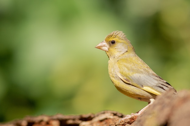 Disparo de enfoque selectivo de Nightingale común encaramado en un árbol