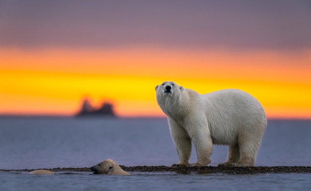 Disparo de enfoque selectivo de un oso polar al atardecer