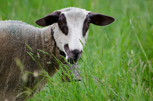 Disparo de enfoque selectivo de ovejas jóvenes marrones y blancas en el campo verde