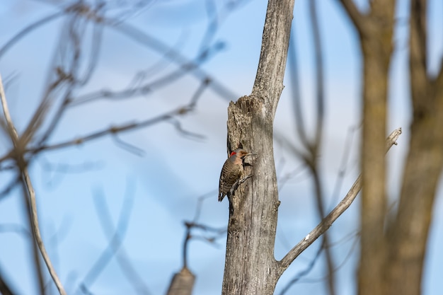 Disparo de enfoque selectivo de un pájaro en un árbol