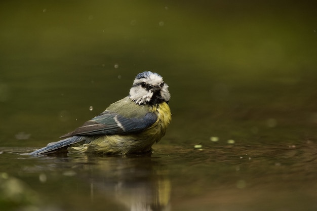 Foto gratuita disparo de enfoque selectivo de un pájaro carbonero en el agua