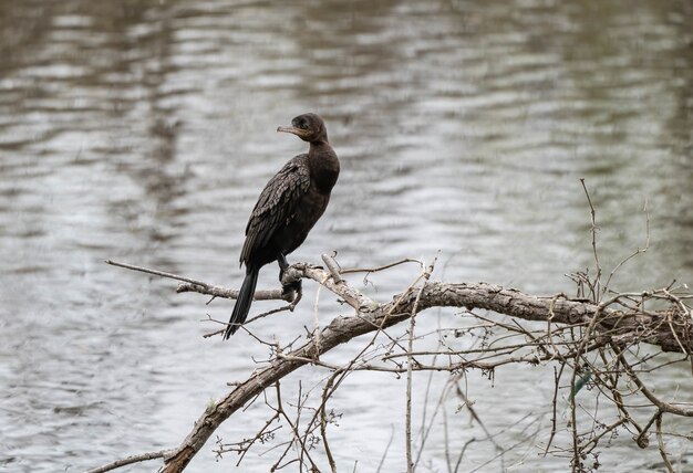 Disparo de enfoque selectivo de un pájaro cormorán de doble cresta sentado en la rama sobre el lago