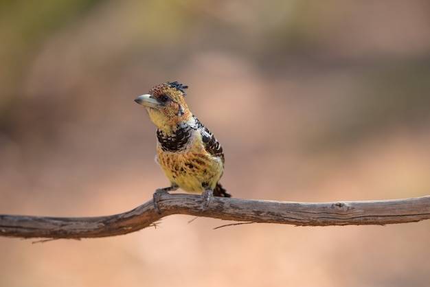 Foto gratuita disparo de enfoque selectivo de un pájaro exótico en la rama de un árbol