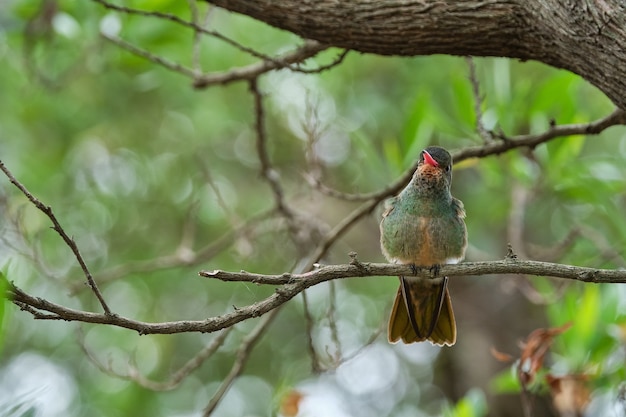 Disparo de enfoque selectivo de un pájaro exótico sentado en la rama de un árbol