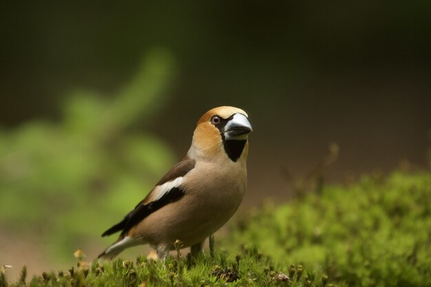 Disparo de enfoque selectivo de un pájaro hawfinch durante el día