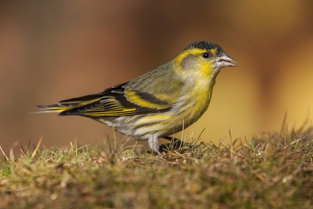 Disparo de enfoque selectivo de un pájaro Jilguero de Lugano de pie sobre el césped en una escena borrosa