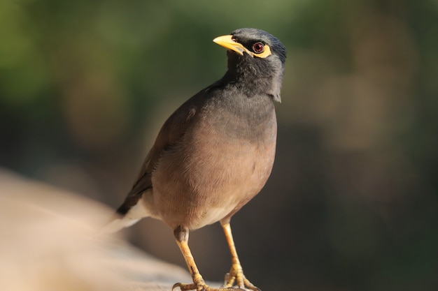 Disparo de enfoque selectivo de un pájaro myna encaramado al aire libre