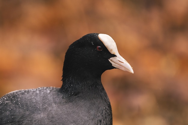 Disparo de enfoque selectivo de un pájaro negro con un pico blanco