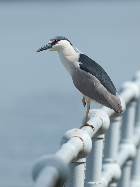 Disparo de enfoque selectivo de un pájaro Night Heron en un pasamanos