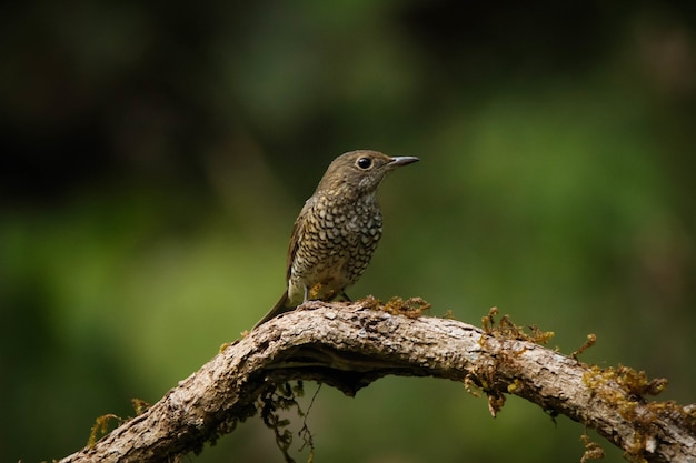 Disparo de enfoque selectivo de un pájaro posado en la rama de madera