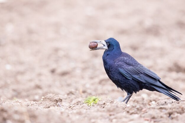 Disparo de enfoque selectivo de un pájaro Rook posado en el suelo