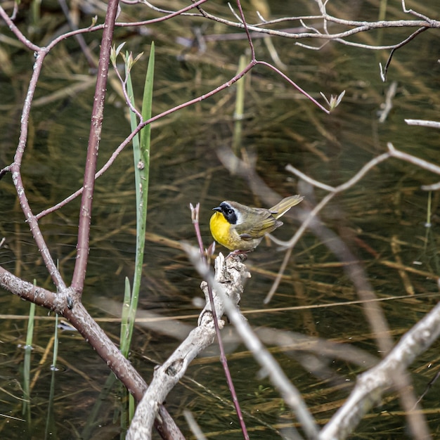 Disparo de enfoque selectivo de un pájaro con un vientre amarillo en la rama de un árbol