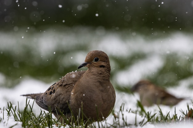 Foto gratuita disparo de enfoque selectivo de una paloma en el campo cubierto de hierba en un día de nieve