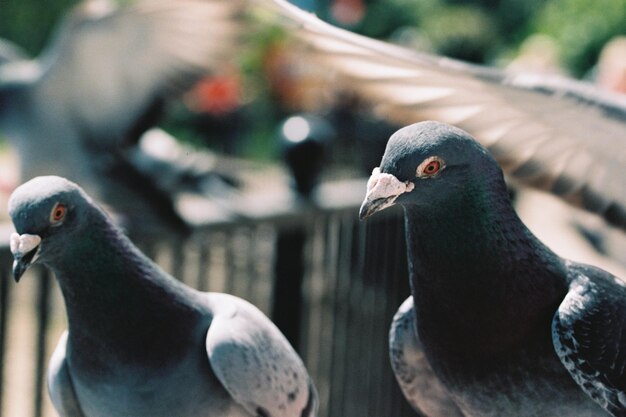 Disparo de enfoque selectivo de palomas encaramadas al aire libre durante el día