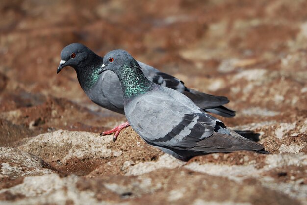 Disparo de enfoque selectivo de palomas en el suelo